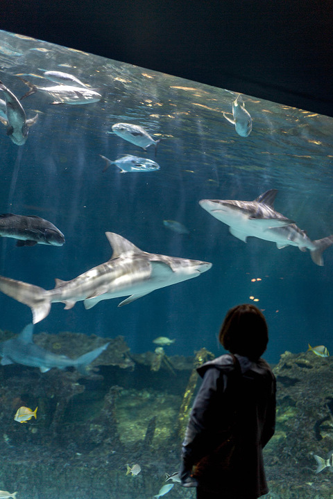 Roanoke Island  North Carolina Aquariums