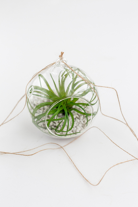 DIY Screw Ring Hanging Air Plant Holder - Dream Green DIY