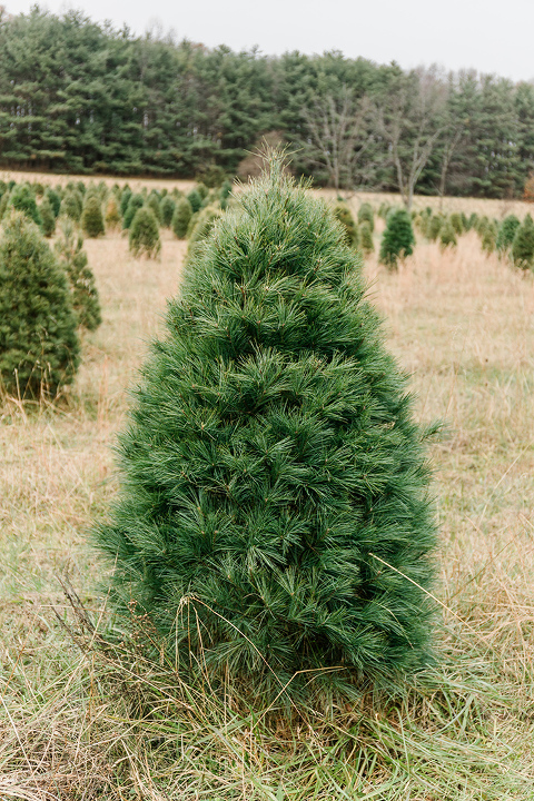 Our Day At The Christmas Tree Farm - Dream Green DIY