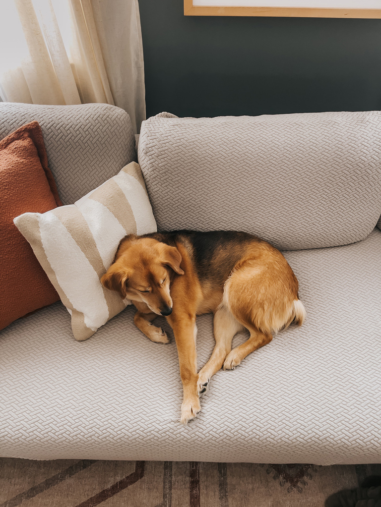 How To Have An Aesthetic Home With Pets